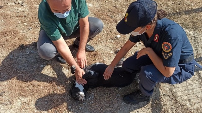 Sahipsizlere jandarma sahip çıktı