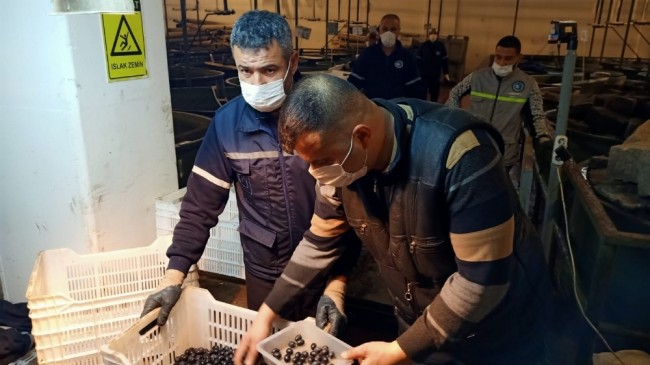 Erdek’te zeytin alımları sürüyor