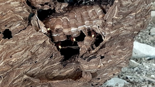 Eşek arıları dev yuva yaptı