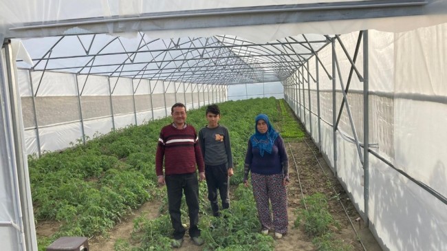 Gördes’teki seralarda üretim başladı