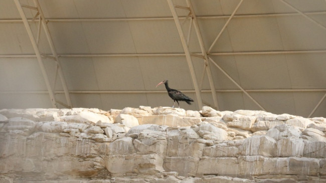 Kelaynaklardan rekor üreme