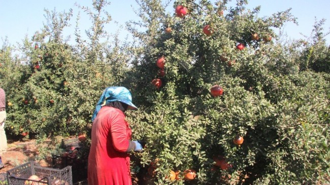 Kilis’te nar hasadında sona gelindi