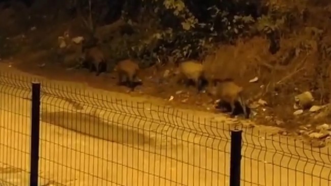 Mahalleyi domuzlar bastı