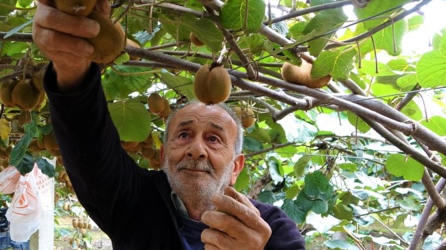 Ordu’da kivi hasadı başladı