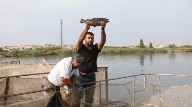 (Özel) Karadeniz’in balığı Güneydoğu’dan