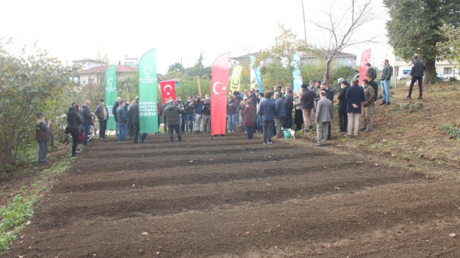 Salep artık Ünye’de de üretilecek