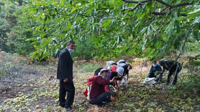 Simav’da kestane hasadı