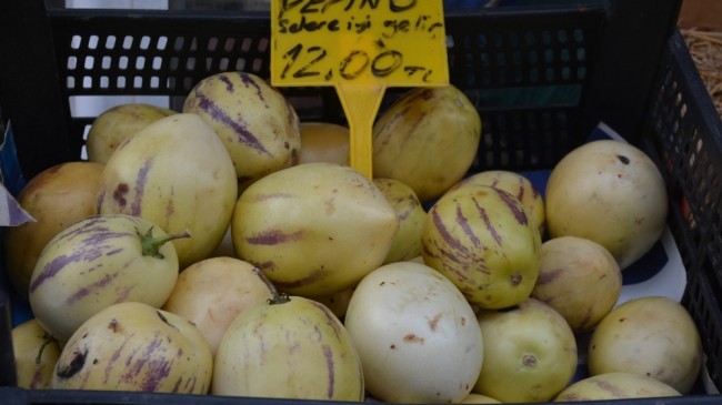 Sinop’ta pepino üretimi