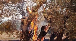 KKTC’deki yangında 800 yıllık zeytin ağaçları ile tarih yandı, can yandı, ciğerler yandı!