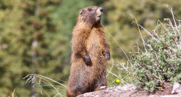 Moğolistan’da marmot eti yiyen 2 kişide bubonik veba tespit edildi
