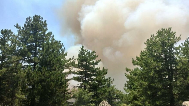 Orman Genel Müdürlüğü: 79 yangından 66’sı kontrol altına alındı